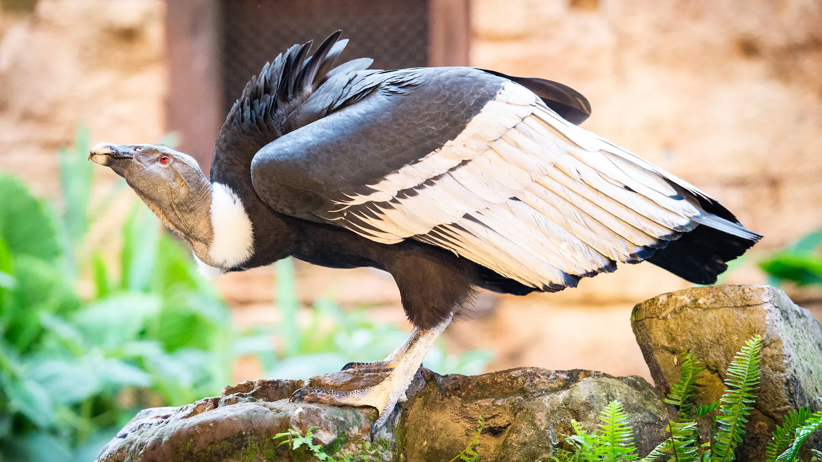 Feathered Friends in Flight! at Walt Disney World Attraction Insight