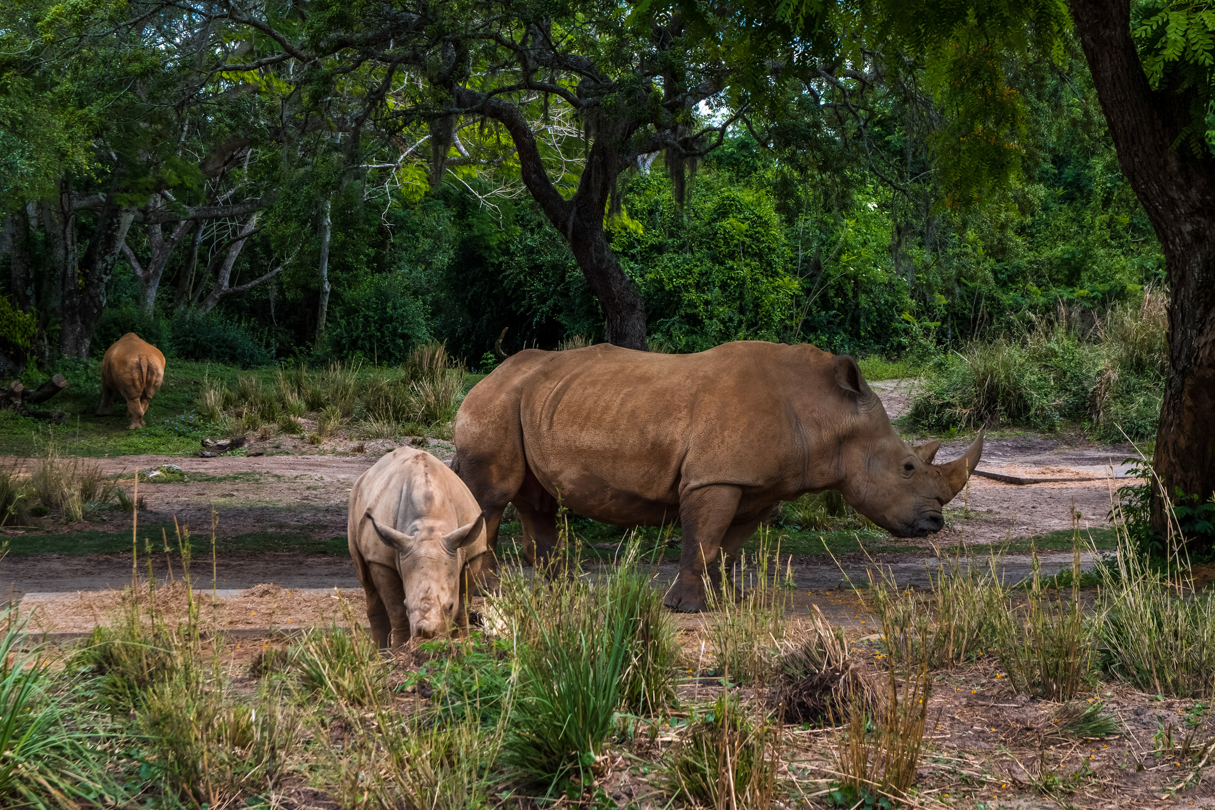 Kilimanjaro Safaris At Walt Disney World Attraction Insight Kilimanjaro Safaris At Walt Disney World Attraction Insight